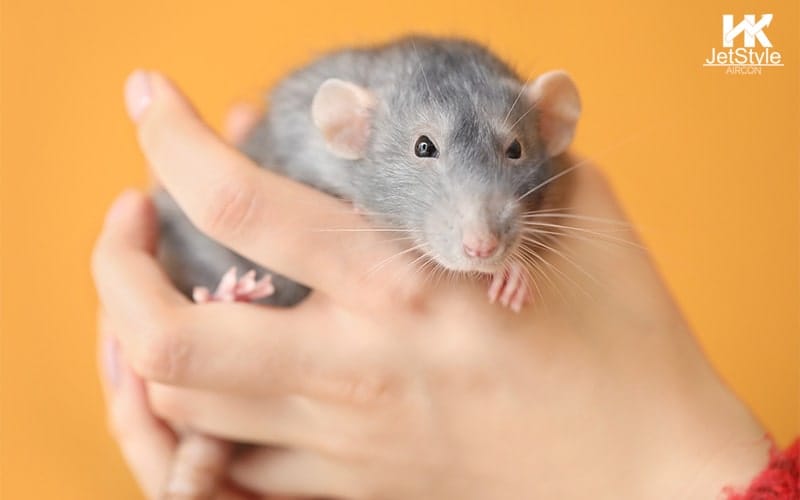 A person holding a pest rat-Best Aircon Servicing Singapore